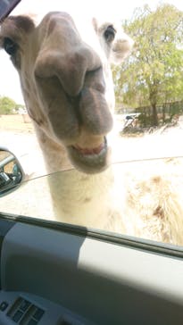 東北サファリパークに投稿された画像（2022/5/4）