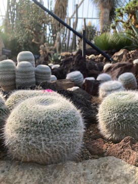 伊豆シャボテン動物公園に投稿された画像（2022/5/4）