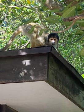 伊豆シャボテン動物公園に投稿された画像（2022/5/4）