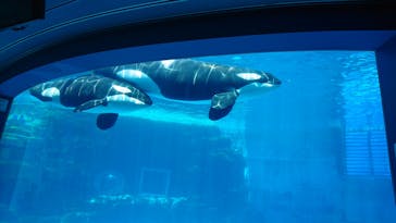 名古屋港水族館に投稿された画像（2022/5/4）