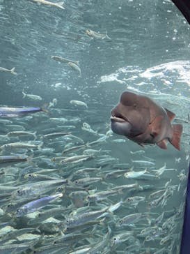 サンシャイン水族館に投稿された画像（2022/5/4）