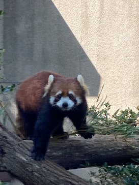 群馬サファリパークに投稿された画像（2022/5/4）