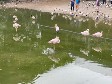 ネオパークオキナワに投稿された画像（2022/5/4）