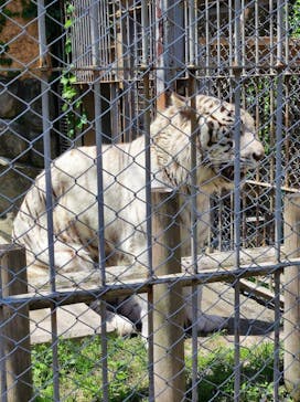 東武動物公園に投稿された画像（2022/5/4）