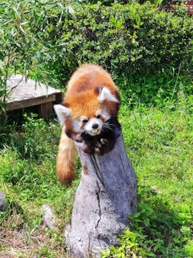 東武動物公園に投稿された画像（2022/5/4）