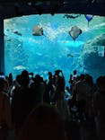 新江ノ島水族館に投稿された画像（2022/5/4）