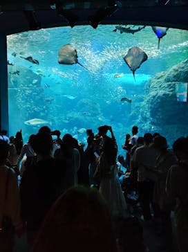 新江ノ島水族館に投稿された画像（2022/5/4）