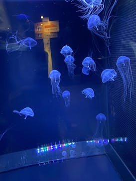 アクアワールド茨城県大洗水族館に投稿された画像（2022/5/4）