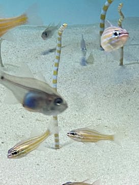 アクアワールド茨城県大洗水族館に投稿された画像（2022/5/4）