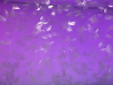 アクアワールド茨城県大洗水族館に投稿された画像（2022/5/4）