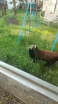 天王寺動物園に投稿された画像（2022/5/4）