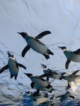 サンシャイン水族館に投稿された画像（2022/5/4）