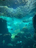 新江ノ島水族館に投稿された画像（2022/5/4）