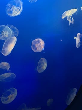 新江ノ島水族館に投稿された画像（2022/5/4）