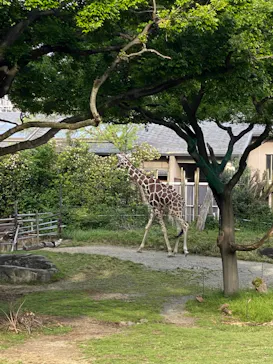 天王寺動物園に投稿された画像（2022/5/4）