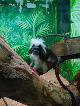 伊豆シャボテン動物公園に投稿された画像（2022/5/4）