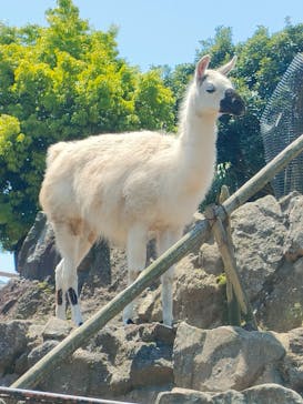 伊豆シャボテン動物公園に投稿された画像（2022/5/4）
