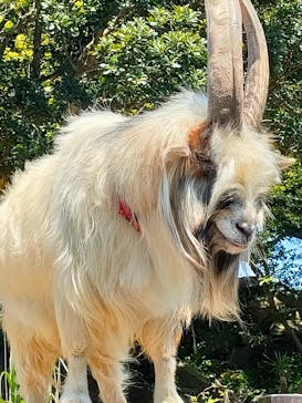 伊豆シャボテン動物公園に投稿された画像（2022/5/4）