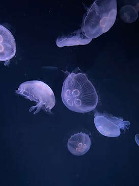 サンシャイン水族館に投稿された画像（2022/5/4）