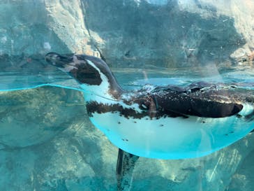 東武動物公園に投稿された画像（2022/5/4）