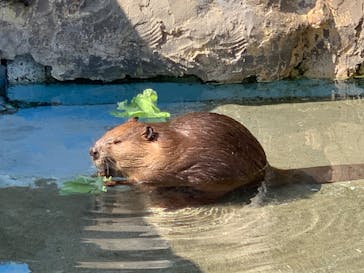 東武動物公園に投稿された画像（2022/5/4）
