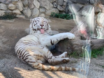 東武動物公園に投稿された画像（2022/5/4）