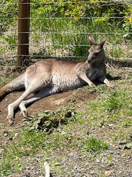 那須どうぶつ王国に投稿された画像（2022/5/4）
