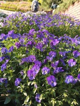 神戸布引ハーブ園／ロープウェイに投稿された画像（2022/5/4）