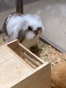 Moff animal world MARK IS みなとみらい店に投稿された画像（2022/5/4）