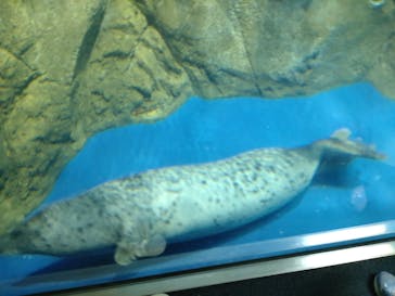 新江ノ島水族館に投稿された画像（2022/5/4）