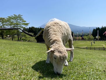 まかいの牧場に投稿された画像（2022/5/4）