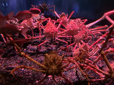 横浜・八景島シーパラダイスに投稿された画像（2022/5/4）