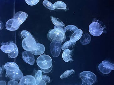 京都水族館に投稿された画像（2022/5/4）