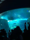 新江ノ島水族館に投稿された画像（2022/5/4）