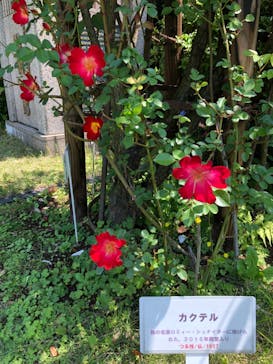 鳩山会館に投稿された画像（2022/5/4）