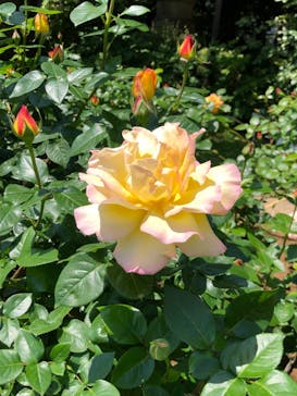 鳩山会館に投稿された画像（2022/5/4）