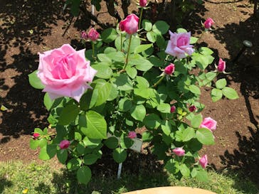 鳩山会館に投稿された画像（2022/5/4）