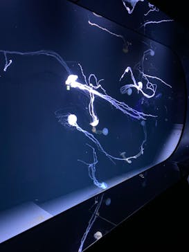 サンシャイン水族館に投稿された画像（2022/5/4）