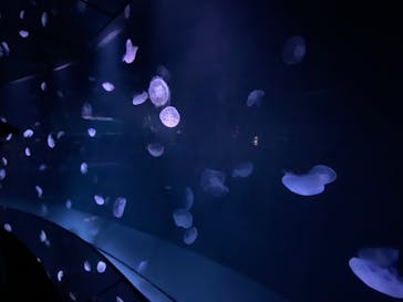 サンシャイン水族館に投稿された画像（2022/5/4）