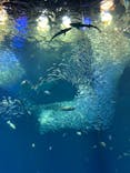 アクアワールド茨城県大洗水族館に投稿された画像（2022/5/4）