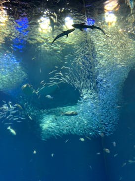 アクアワールド茨城県大洗水族館に投稿された画像（2022/5/4）