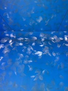 アクアワールド茨城県大洗水族館に投稿された画像（2022/5/4）