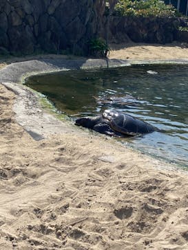 串本海中公園水族館に投稿された画像（2022/5/4）