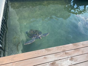串本海中公園水族館に投稿された画像（2022/5/4）