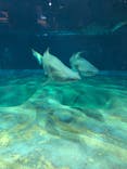 アクアワールド茨城県大洗水族館に投稿された画像（2022/5/5）