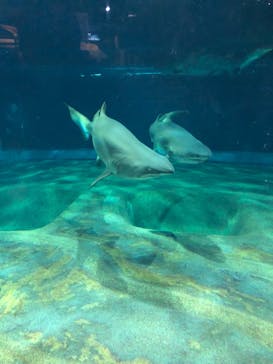 アクアワールド茨城県大洗水族館に投稿された画像（2022/5/4）