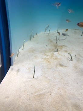 アクアワールド茨城県大洗水族館に投稿された画像（2022/5/4）