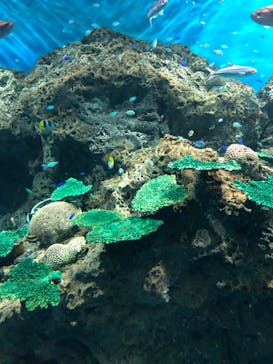 アクアワールド茨城県大洗水族館に投稿された画像（2022/5/4）