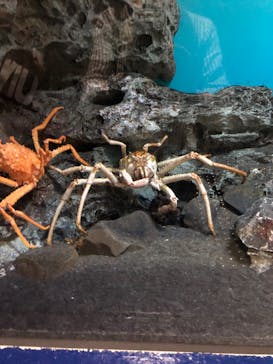 アクアワールド茨城県大洗水族館に投稿された画像（2022/5/4）