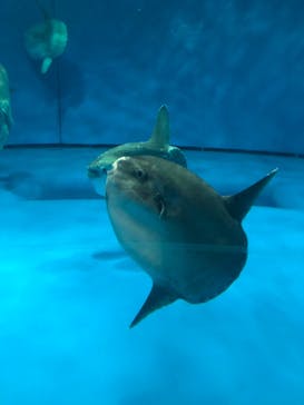 アクアワールド茨城県大洗水族館に投稿された画像（2022/5/4）